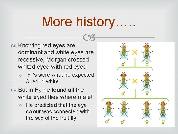 More history…. . Knowing red eyes are dominant and white eyes are recessive, Morgan