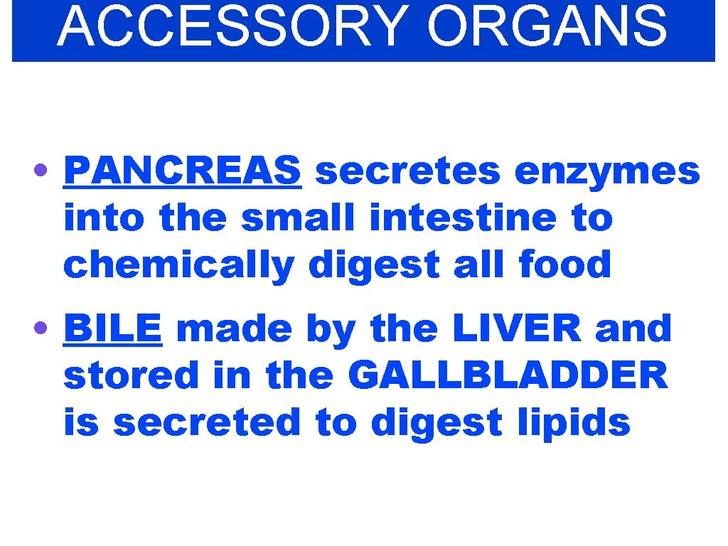 ACCESSORY ORGANS • PANCREAS secretes enzymes into the small intestine to chemically digest all