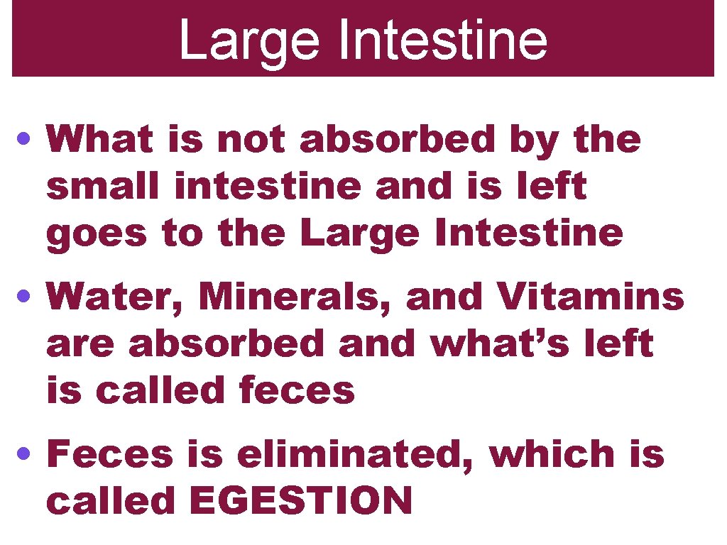 Large Intestine • What is not absorbed by the small intestine and is left