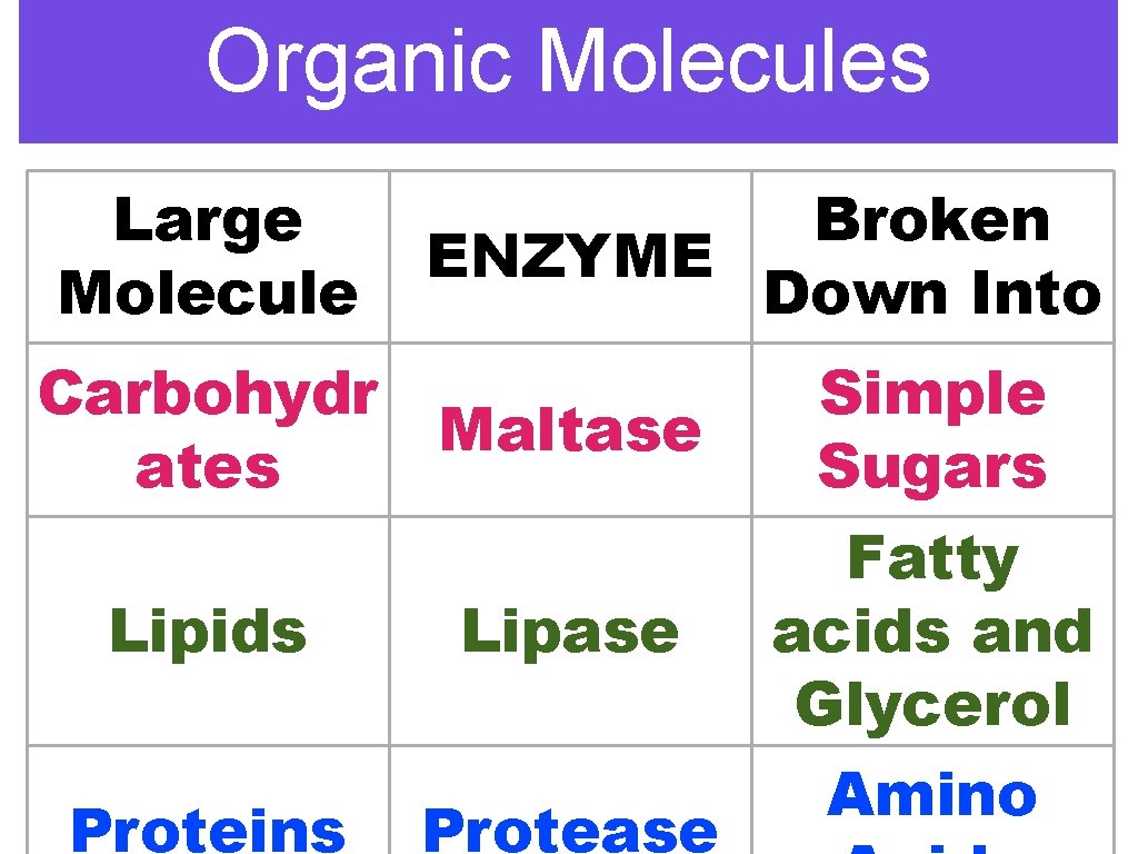 Organic Molecules Large Molecule Broken ENZYME Down Into Carbohydr Maltase ates Lipids Lipase Proteins