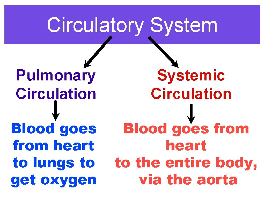 Circulatory System Pulmonary Circulation Blood goes from heart to lungs to get oxygen Systemic