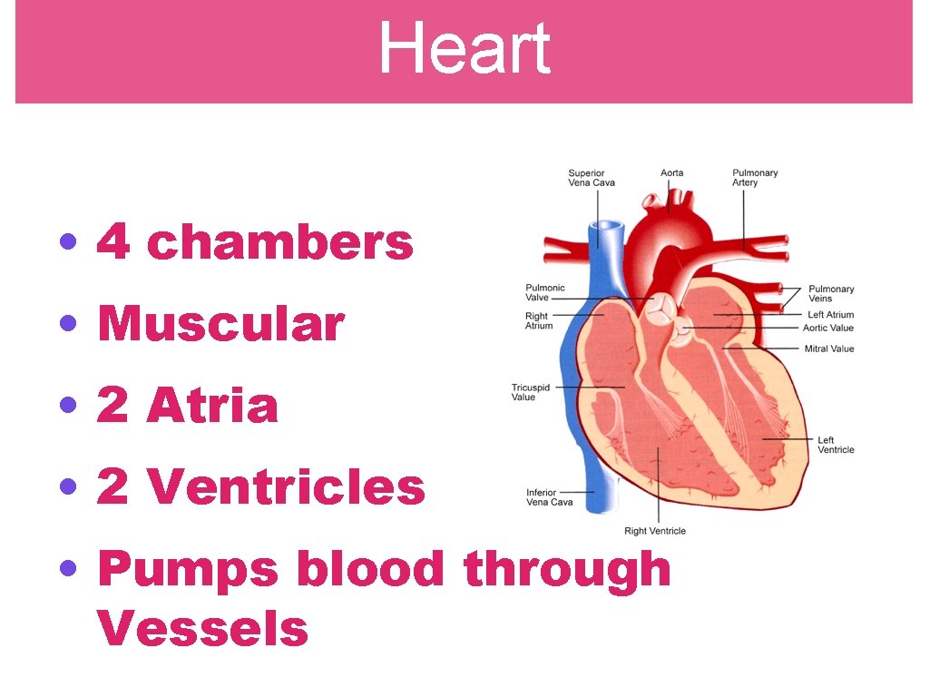 Heart • 4 chambers • Muscular • 2 Atria • 2 Ventricles • Pumps