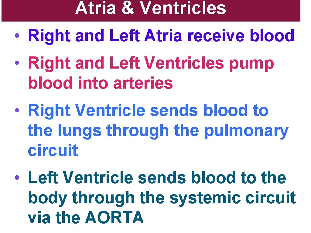 Atria & Ventricles • Right and Left Atria receive blood • Right and Left