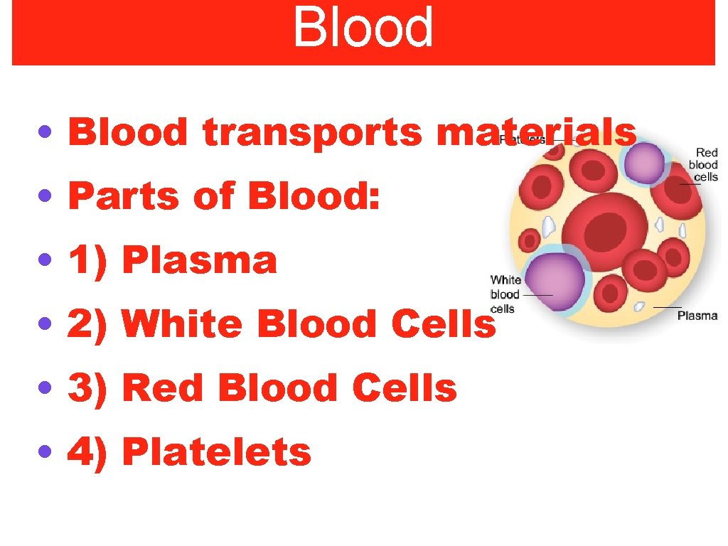 Blood • Blood transports materials • Parts of Blood: • 1) Plasma • 2)