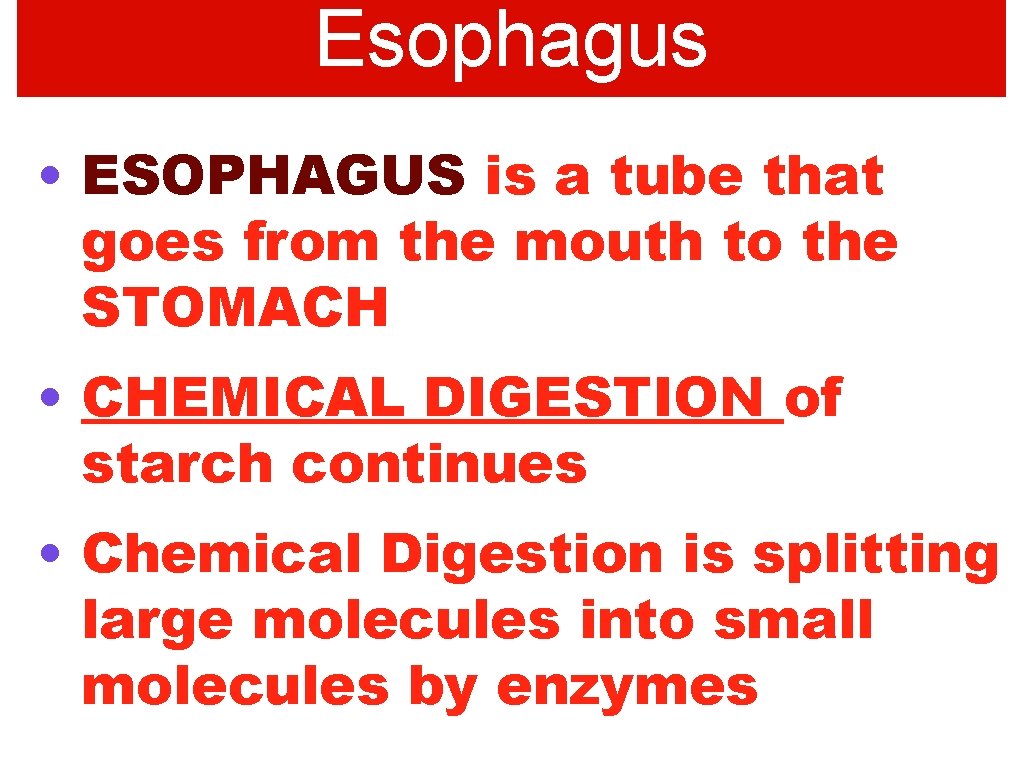 Esophagus • ESOPHAGUS is a tube that goes from the mouth to the STOMACH