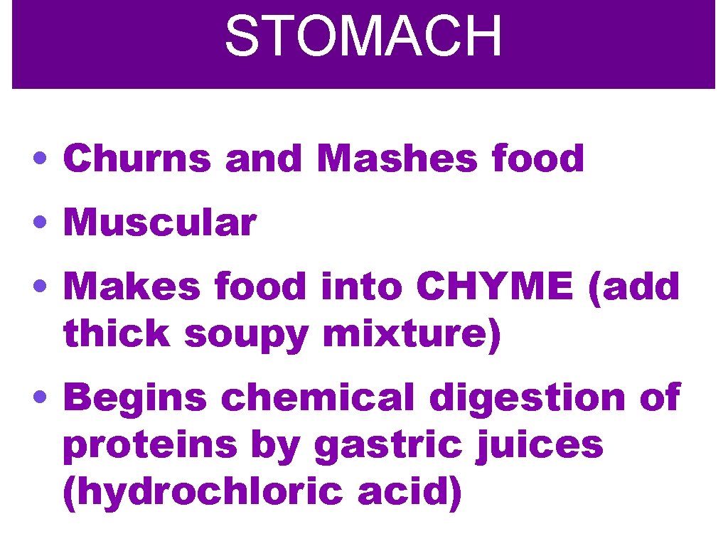 STOMACH • Churns and Mashes food • Muscular • Makes food into CHYME (add