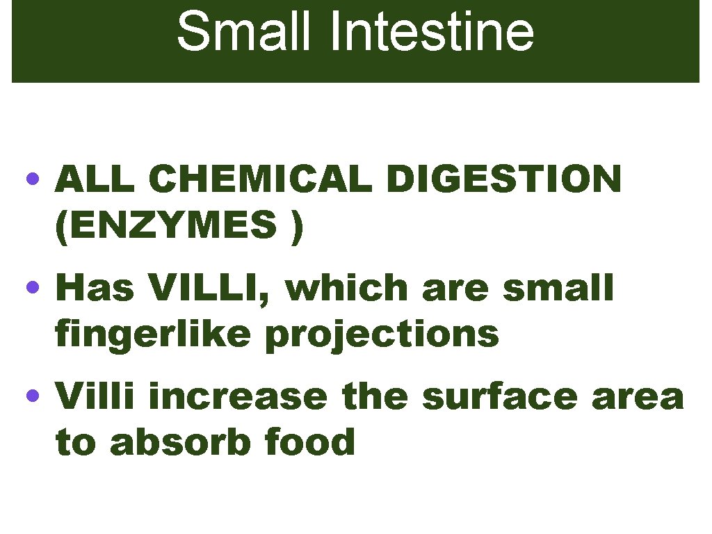 Small Intestine • ALL CHEMICAL DIGESTION (ENZYMES ) • Has VILLI, which are small