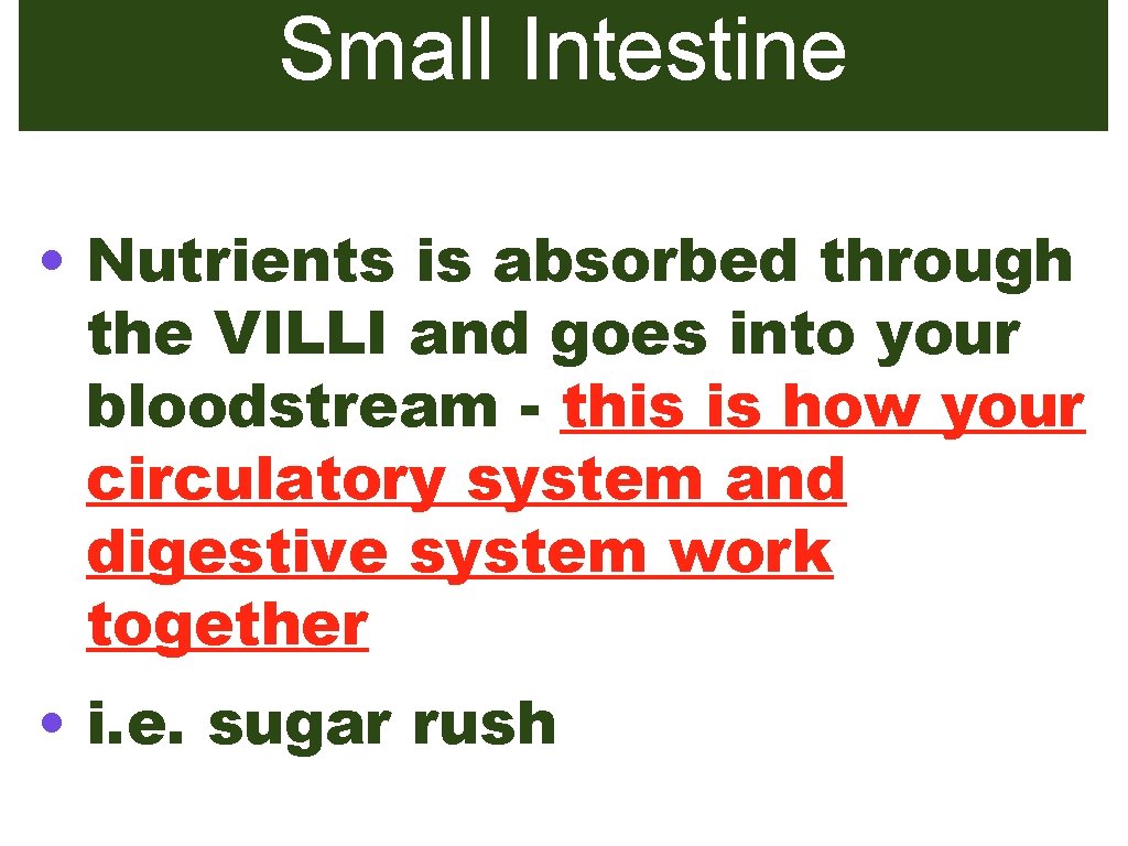 Small Intestine • Nutrients is absorbed through the VILLI and goes into your bloodstream