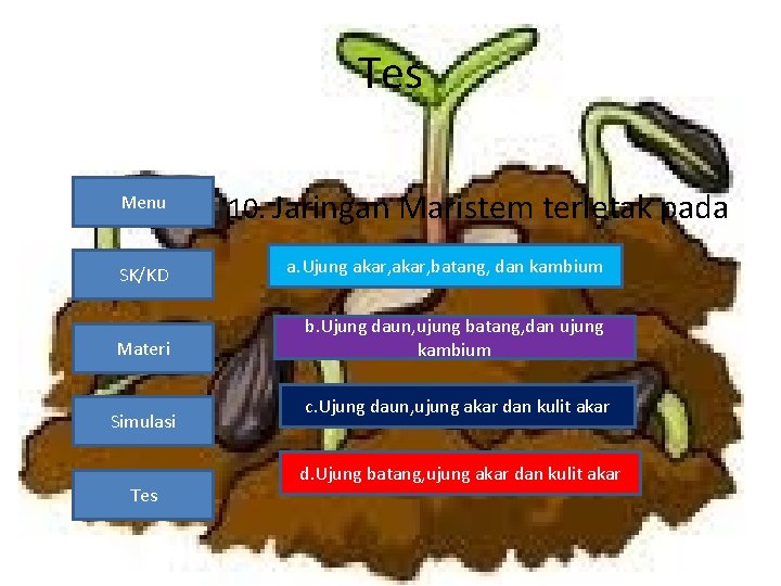 Tes Menu 10. Jaringan Maristem terletak pada SK/KD a. Ujung akar, batang, dan kambium