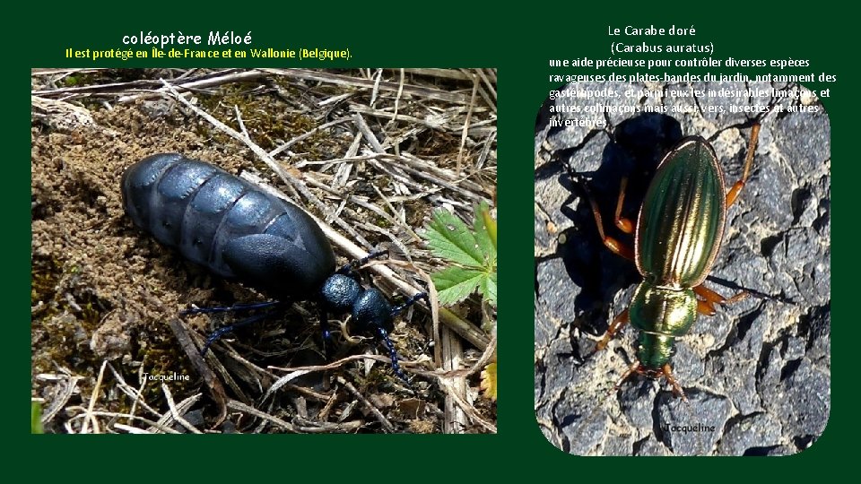 coléoptère Méloé Il est protégé en Île-de-France et en Wallonie (Belgique). Le Carabe doré