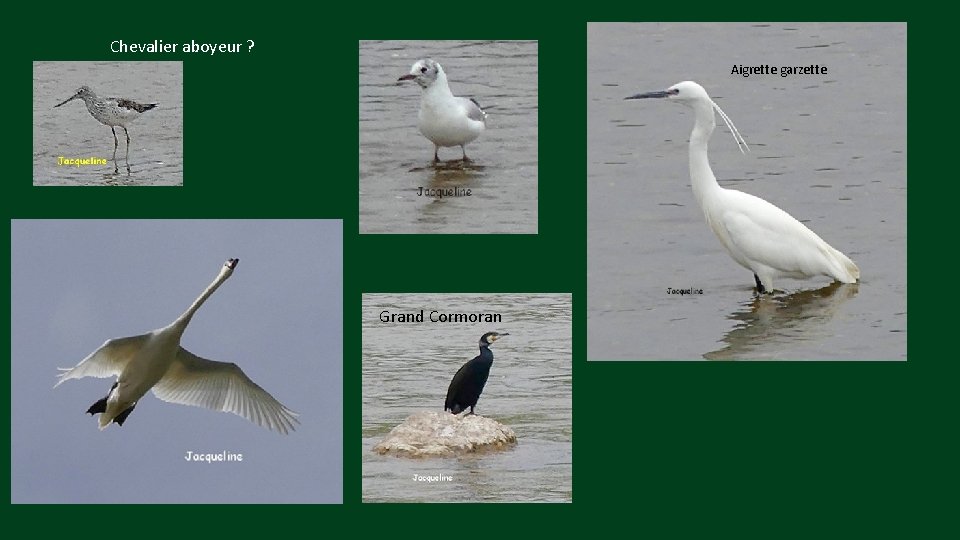 Chevalier aboyeur ? Aigrette garzette Grand Cormoran 