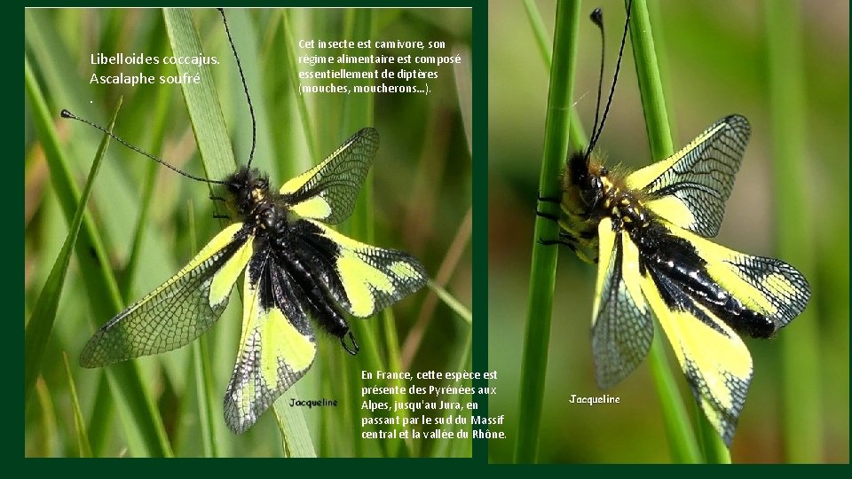 Libelloides coccajus. Ascalaphe soufré. Cet insecte est carnivore, son régime alimentaire est composé essentiellement