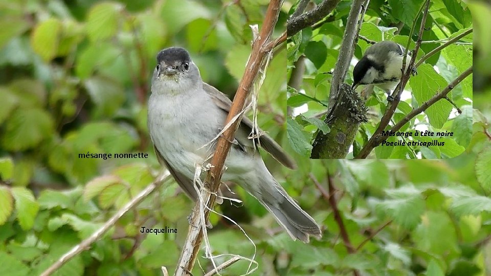 Mésange à tête noire Poecile atricapillus mésange nonnette 