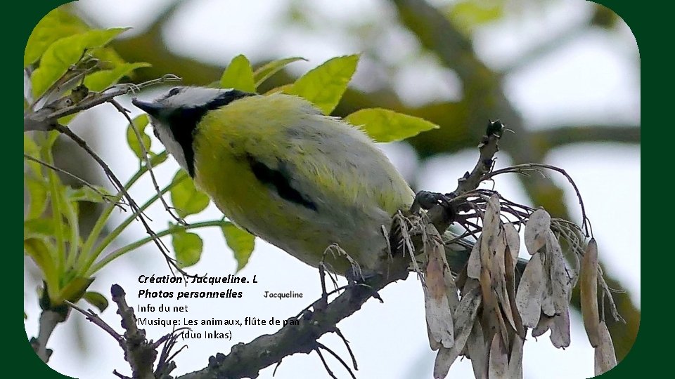 Création : Jacqueline. L Photos personnelles Info du net Musique: Les animaux, flûte de