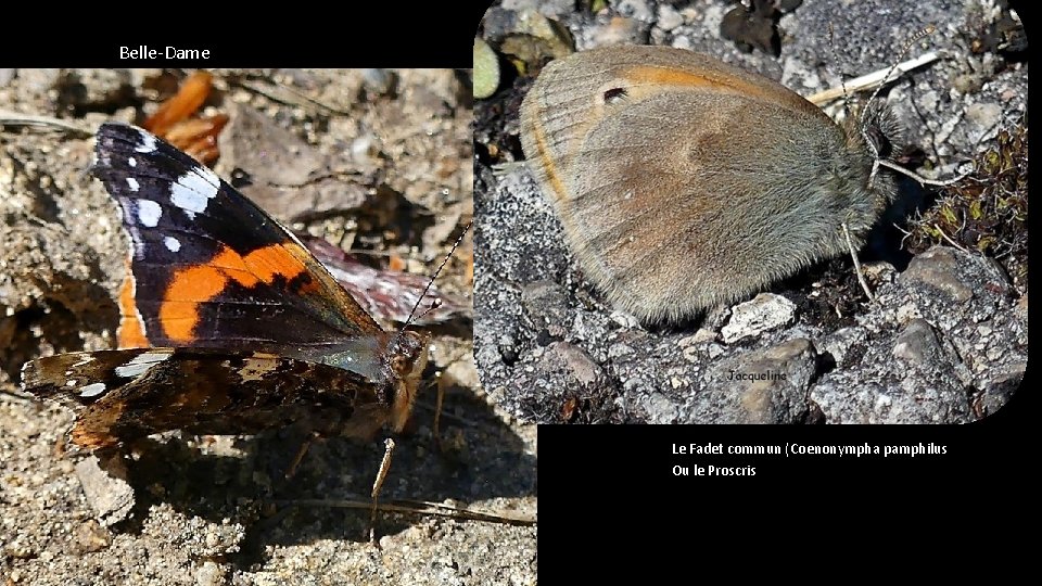 Belle-Dame Le Fadet commun (Coenonympha pamphilus Ou le Proscris) 