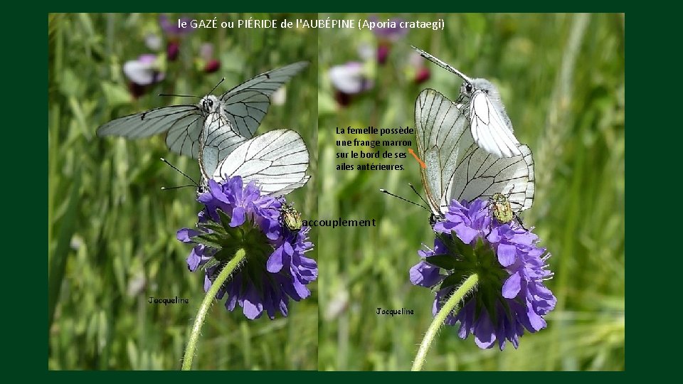 le GAZÉ ou PIÉRIDE de l'AUBÉPINE (Aporia crataegi) La femelle possède une frange marron