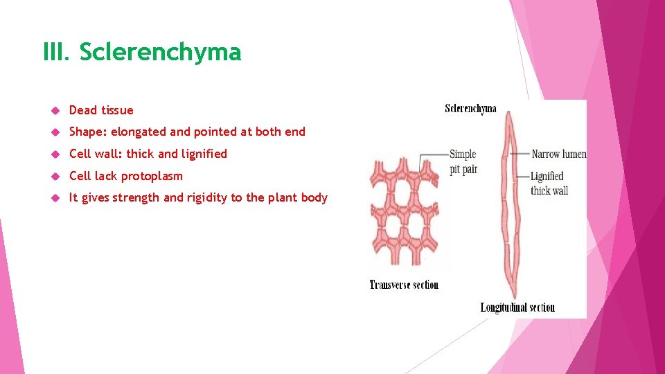 III. Sclerenchyma Dead tissue Shape: elongated and pointed at both end Cell wall: thick