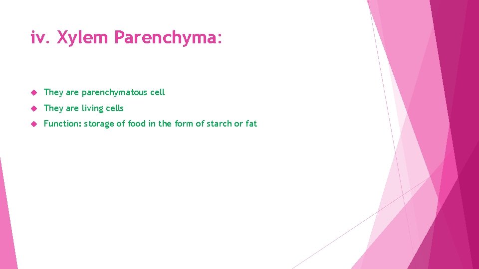 iv. Xylem Parenchyma: They are parenchymatous cell They are living cells Function: storage of