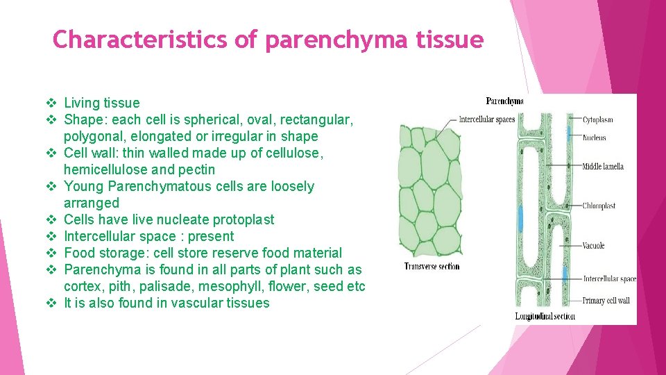 Characteristics of parenchyma tissue v Living tissue v Shape: each cell is spherical, oval,