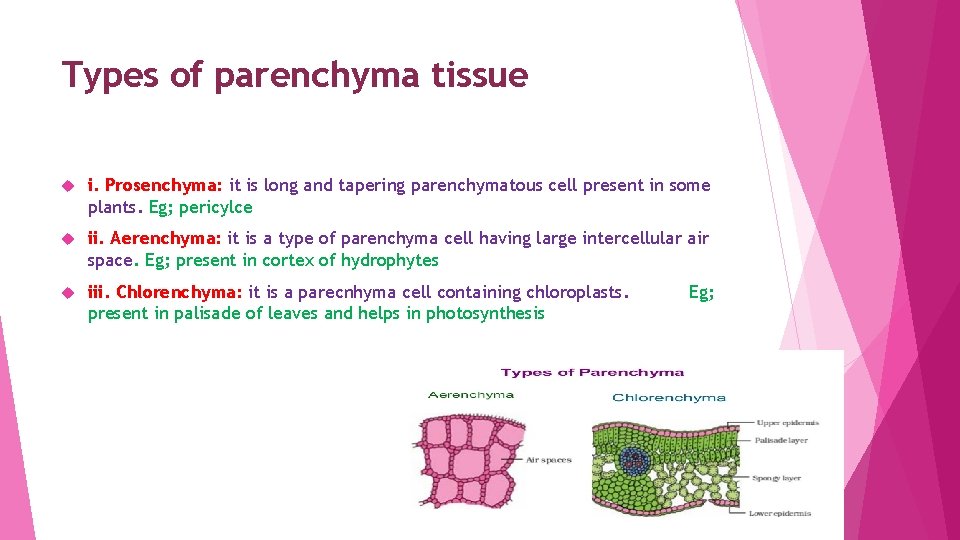 Types of parenchyma tissue i. Prosenchyma: it is long and tapering parenchymatous cell present