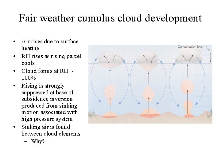 Fair weather cumulus cloud development • Air rises due to surface heating • RH