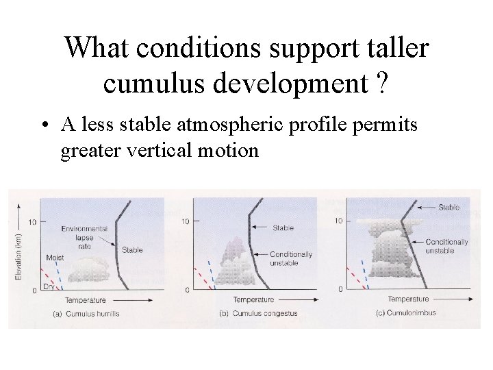 What conditions support taller cumulus development ? • A less stable atmospheric profile permits