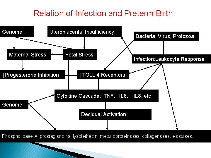 Relation of Infection and Preterm Birth Genome Uteroplacental Insufficiency Maternal Stress Fetal Stress ↓Progesterone