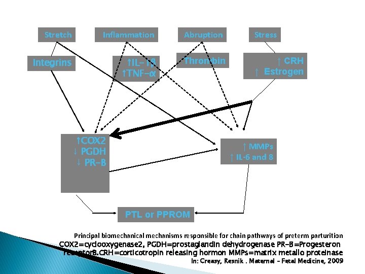 Stretch Inflammation Abruption Stress Integrins ↑IL-1β ↑TNF-α Thrombin ↑ CRH ↑ Estrogen ↑COX 2