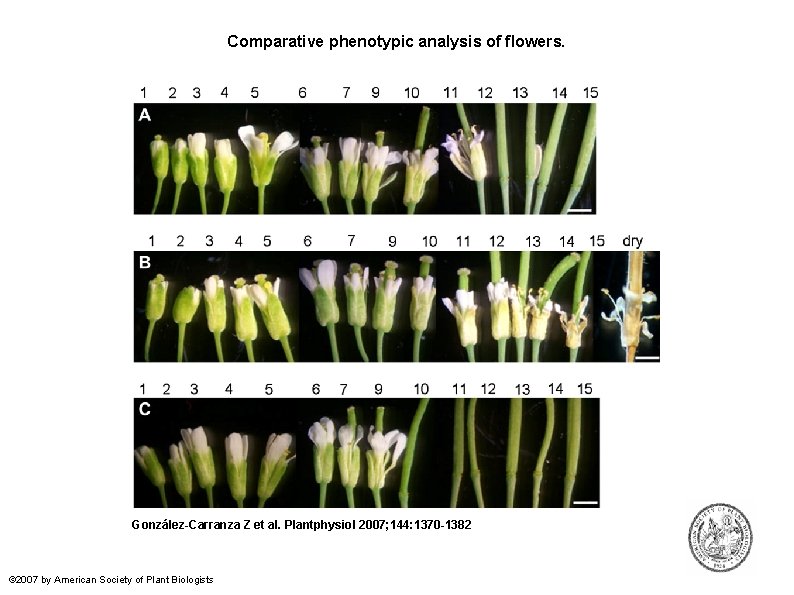 Comparative phenotypic analysis of flowers. González-Carranza Z et al. Plantphysiol 2007; 144: 1370 -1382
