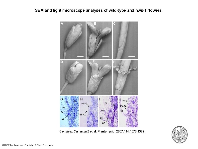 SEM and light microscope analyses of wild-type and hws-1 flowers. González-Carranza Z et al.