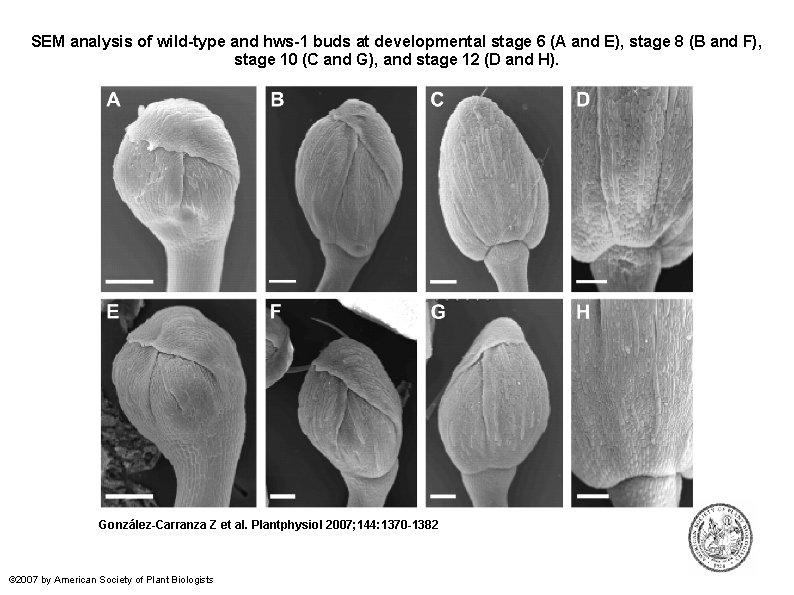 SEM analysis of wild-type and hws-1 buds at developmental stage 6 (A and E),