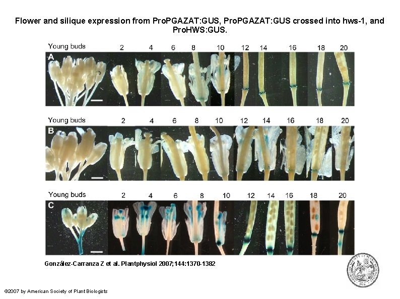 Flower and silique expression from Pro. PGAZAT: GUS, Pro. PGAZAT: GUS crossed into hws-1,