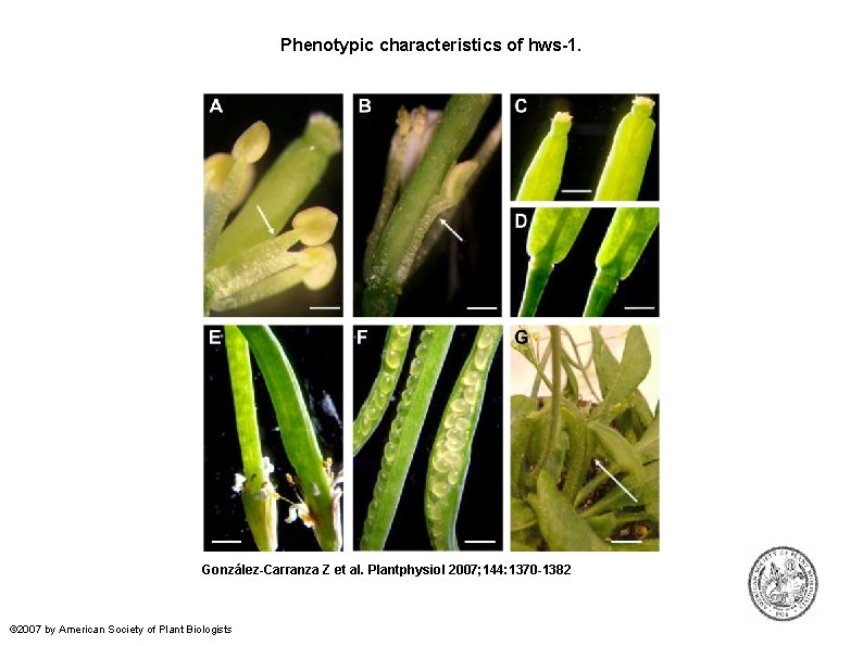 Phenotypic characteristics of hws-1. González-Carranza Z et al. Plantphysiol 2007; 144: 1370 -1382 ©