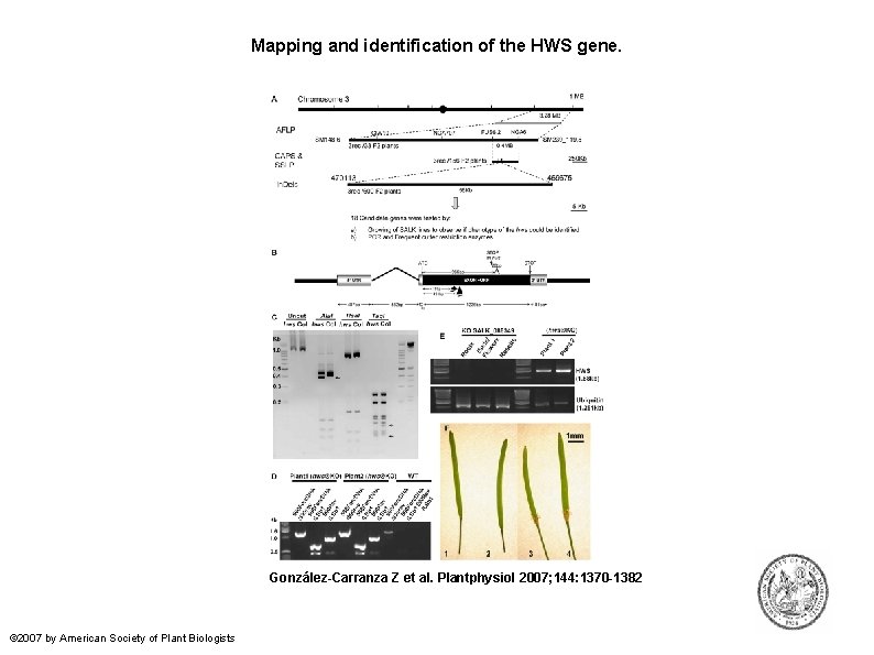 Mapping and identification of the HWS gene. González-Carranza Z et al. Plantphysiol 2007; 144: