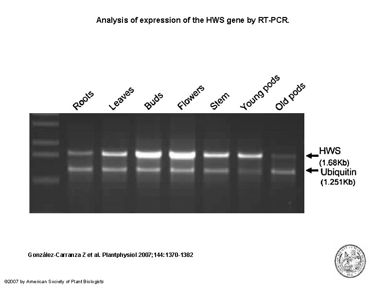 Analysis of expression of the HWS gene by RT-PCR. González-Carranza Z et al. Plantphysiol
