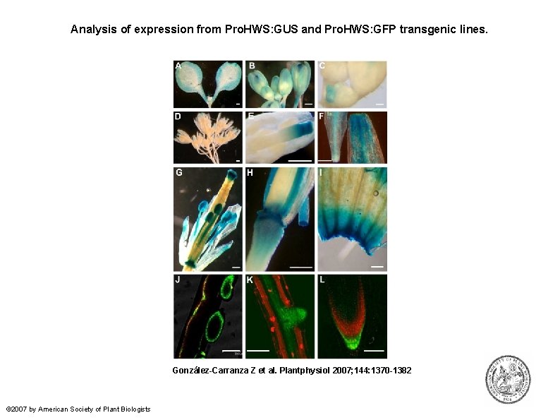 Analysis of expression from Pro. HWS: GUS and Pro. HWS: GFP transgenic lines. González-Carranza