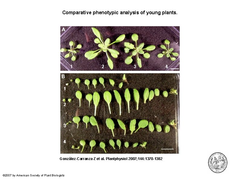Comparative phenotypic analysis of young plants. González-Carranza Z et al. Plantphysiol 2007; 144: 1370