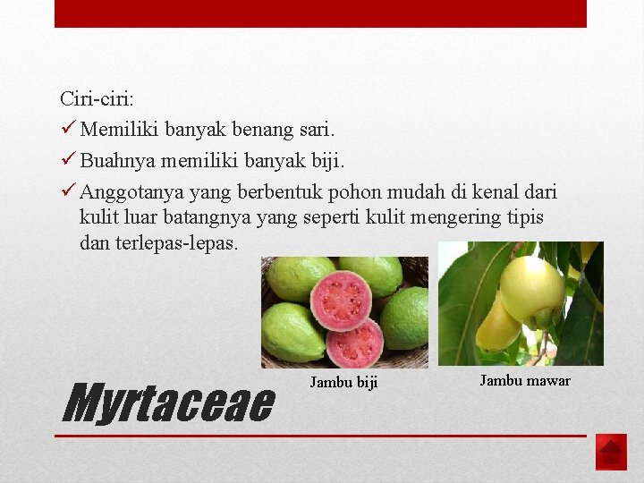 Ciri-ciri: ü Memiliki banyak benang sari. ü Buahnya memiliki banyak biji. ü Anggotanya yang