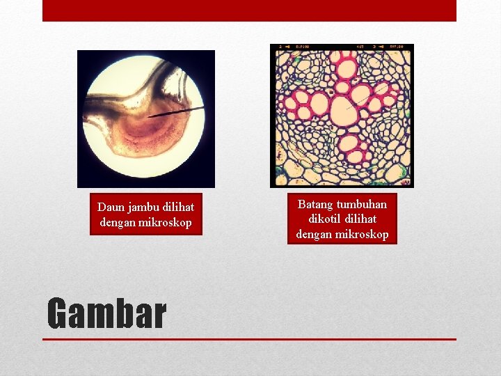 Daun jambu dilihat dengan mikroskop Gambar Batang tumbuhan dikotil dilihat dengan mikroskop 