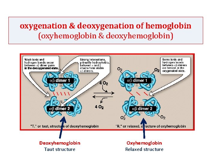 oxygenation & deoxygenation of hemoglobin (oxyhemoglobin & deoxyhemoglobin) Deoxyhemoglobin Taut structure Oxyhemoglobin Relaxed structure oxygenation & deoxygenation of hemoglobin (oxyhemoglobin & deoxyhemoglobin) Deoxyhemoglobin Taut structure Oxyhemoglobin Relaxed structure