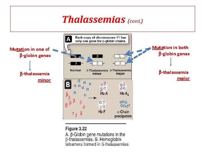 Thalassemias (cont. ) Mutation in one of b-globin genes Mutation in both b-globin genes Thalassemias (cont. ) Mutation in one of b-globin genes Mutation in both b-globin genes