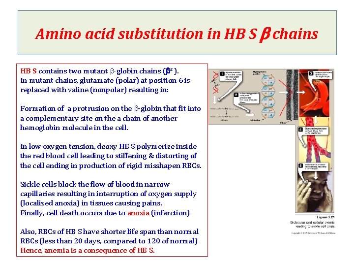 Amino acid substitution in HB S b chains HB S contains two mutant b-globin Amino acid substitution in HB S b chains HB S contains two mutant b-globin