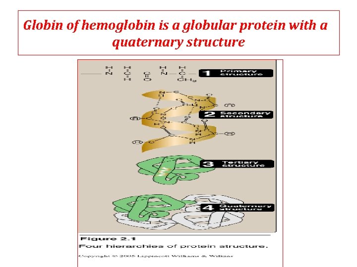 Globin of hemoglobin is a globular protein with a quaternary structure Globin of hemoglobin is a globular protein with a quaternary structure