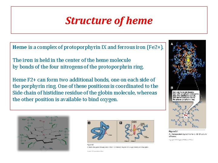 Structure of heme Heme is a complex of protoporphyrin IX and ferrous iron (Fe Structure of heme Heme is a complex of protoporphyrin IX and ferrous iron (Fe