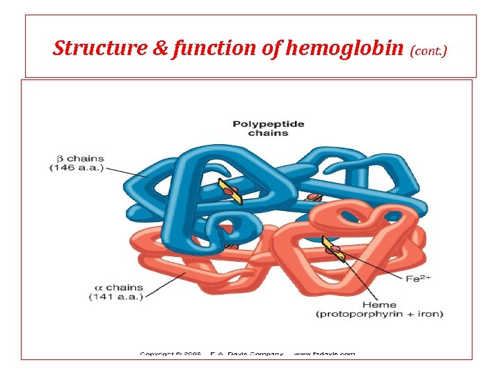 Structure & function of hemoglobin (cont. ) Structure & function of hemoglobin (cont. )