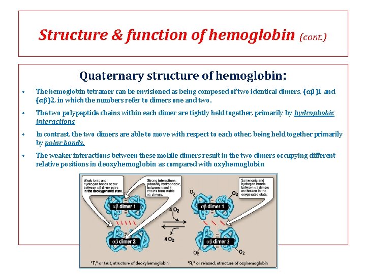Structure & function of hemoglobin (cont. ) Quaternary structure of hemoglobin: • The hemoglobin Structure & function of hemoglobin (cont. ) Quaternary structure of hemoglobin: • The hemoglobin