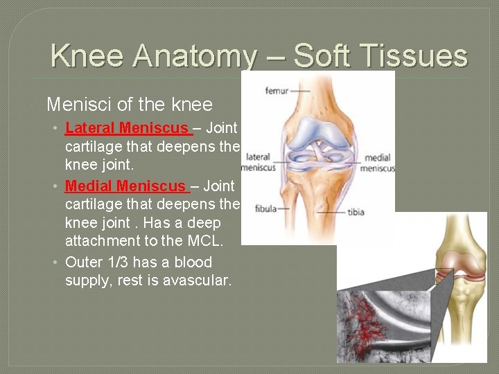 Knee Anatomy – Soft Tissues Menisci of the knee • Lateral Meniscus – Joint
