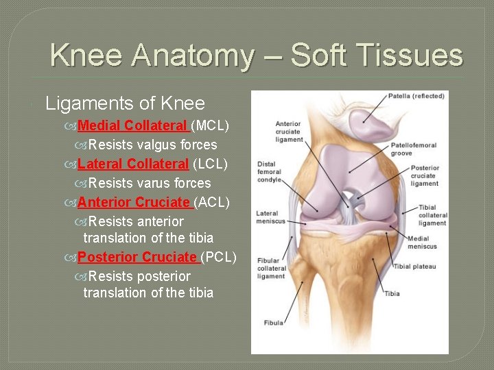 Knee Anatomy – Soft Tissues Ligaments of Knee Medial Collateral (MCL) Resists valgus forces
