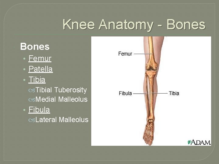 Knee Anatomy - Bones • Femur • Patella • Tibial Tuberosity Medial Malleolus •