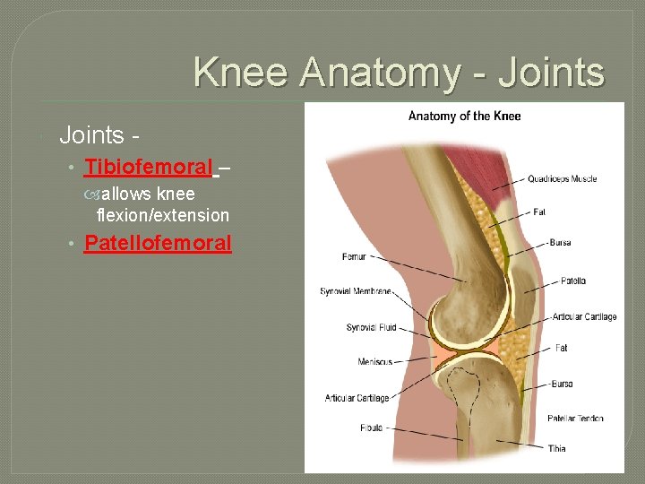 Knee Anatomy - Joints • Tibiofemoral – allows knee flexion/extension • Patellofemoral 